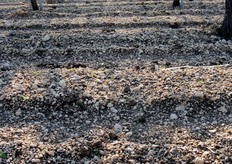 Il terreno e' stato lavorato in modo da ottenere una perfetta friabilita', con adeguata aerazione delle radici, e un drenaggio ottimale della acque. La presenza di pietra frantumata e' molto importante, in quanto mantiene il terreno fresco e ostacola l'evaporazione dell'acqua.