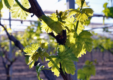 "Una nuova varieta' di uva apirena, per essere interessante, deve rispondere non solo e semplicemente al requisito dell'assenza dei semi, ma anche a tutta una serie di considerazioni di carattere piu' propriamente "commerciale"."