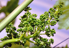 "Fiore dell'uva in uno stadio precedente all'apertura, con i singoli fiori protetti da un piccolo "cappuccio" di petali, denominato caliptra."