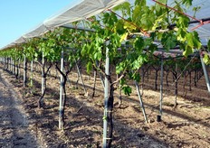 "Tra gli ibridi testati in campo vi sono la Early Red (Supernova), Early Gold, un clone di Gaia e la "creatura" di Agrisoil Research: Apulia Rose Seedless."