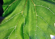 La foglia della vite e' una vera e propria centrale chimica.