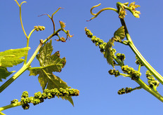 Ogni singola cultivar necessita di tecniche colturali personalizzate alle sue caratteristiche di sviluppo.