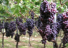 Una bella immagine di tralci di uva Apulia Rose Seedless in piena maturazione (Foto di repertorio fornita da Agrisoil Research).