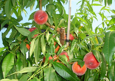 Dopo la raccolta del frutto e' importante eseguire una potatura verde per migliorare la qualita' dei rami misti per l'anno successivo. Questa operazione non deve essere molto energica per evitare squilibri della pianta. Le varieta' del gruppo Planasa, come tutte le precoci, necessitano di un buon diradamento poiche' l’allegagione dei fiori e' molto alta.