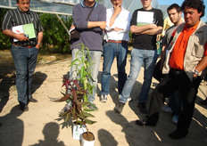 La scelta del materiale vivaistico e' di primaria importanza per la buona riuscita di un frutteto. Planitalia srl ha affidato al Consorzio Vivaisti Lucani (COVIL) le licenze di moltiplicazione di tutte le varieta' di nettarine, pesche e susine, del gruppo spagnolo Inotalis – Planasa. Il COVIL produce piante certificate dal punto di vista fitosanitario poiche' impiega solo materiale di propagazione (gemme) proveniente da fonti di approvvigionamento sicure e controllate annualmente dai tecnici del laboratorio di fitopatologia (Metapontum Agrobios), accreditato dall’Ufficio Fitosanitario Regionale. Con specifiche tecniche diagnostiche (molecolari RT-PCR), oltre al virus da quarantena PPV, responsabile della Sharka delle drupacee, le fonti di approvvigionamento del COVIL sono sottoposte a controlli, su una serie di altri virus di qualita' (PNRSV, PDV, ACLSV, ApMV) secondo quanto stabilito dai protocolli tecnici regionali di produzione del materiale vivaistico.