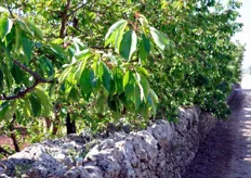 Questa zona del frutteto e' dedicata a cultivar medio-tardive di ciliegia Ferrovia.