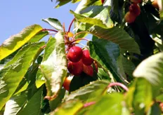 La stagione della ciliegia presso l'azienda Tateo parte a maggio e prosegue fino alla prima settimana di luglio. Il mercato di vendita principale e' quello nazionale. Parte della produzione di Ferrovia va invece sui mercati esteri.