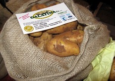 La patata primaticcia coltivata dall'azienda Galatina e' di varieta' Sieglinde, la cui semente e' fornita dall'estero.