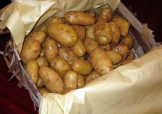 Se ne consiglia l'uso in insalate, mentre ridurle in purea e' difficile, in quanto questi tuberi sono molto resistenti alla cottura. Il Sig. Verardi suggerisce comunque di provare, in quanto il sapore di una purea di patate novelle sarebbe eccezionale.