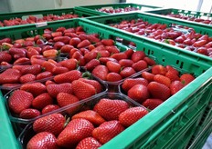 Al momento della visita di FreshPlaza, lo stabilimento per l'ortofrutta a produzione integrata era ancora nel vivo del confezionamento delle fragole di produzione locale.