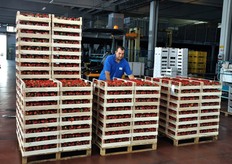 Pedane di fragole pronte per essere inviate ai mercati all'ingrosso.