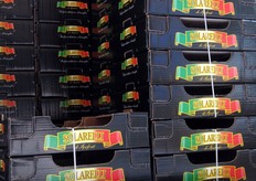 Le fragole vengono commercializzate per circa un 40 per cento a marchio di qualita' Solarelli, partito a fine 2008 e destinato al canale della Grande Distribuzione.