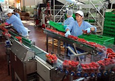 Il nastro trasportatore e' stato curvato a U per diminuire l'ingombro della linea di confezionamento.