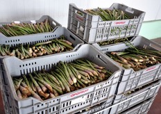 I volumi di asparagi conferiti costituiscono una minoranza su quelli di drupacee, agrumi e uve apirene.