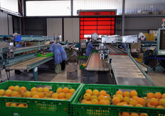 Al momento della visita di FreshPlaza - 21 maggio 2009 - era appena partita la stagione delle albicocche precoci bio prodotte in Basilicata.