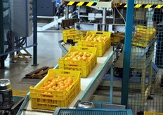 In tutti gli stabilimenti Apofruit, le cassette di colore giallo individuano il prodotto biologico.