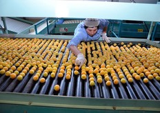 Una prima selezione viene effettuata da un'addetta esperta.