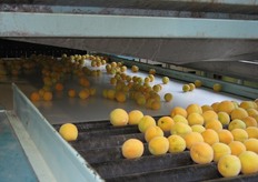 Le albicocche vengono trasportate verso la macchina selezionatrice.