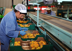 Si lavora alle prime otto pedane di albicocche bio, destinate al mercato tedesco. Le cassette sono da tre kg.