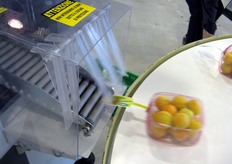 L'output della linea albicocche e' di 20 quintali l'ora.