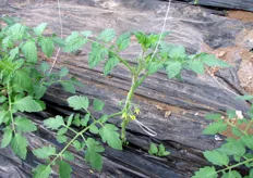 Pianta ripulita. La pianta viene settimanalmente trattata con insetticidi fogliari. / Pruned plant. It is weekly treated with insecticide on the leaves surface.