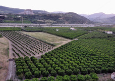 Una panoramica sui limoneti che si estendono intorno a Rocca Imperiale.