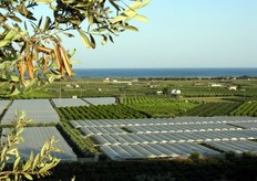 Grazie alla vicinanza del mare e agli inverni miti, con temperature mai inferiori allo zero, il limone e altri prodotti hanno trovato un microclima ideale per una produzione di elevata qualita'.