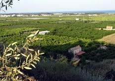 Oltre al limone, in questa terra attecchisce molto bene l'albicocca precoce.