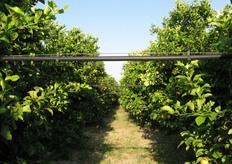 Un limoneto con impianto di irrigazione a goccia.