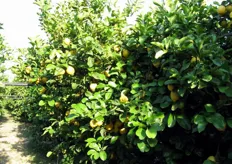 La produttivita' di questi limoni e' molto elevata, anche oltre i 200 chili di frutti per pianta.