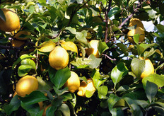 Il Limone di Rocca Imperiale matura intorno a marzo/aprile e presenta diverse fioriture, che permettono raccolti in epoche successive, fino ad ottobre, per un volume complessivo di circa 5.000 tonnellate.