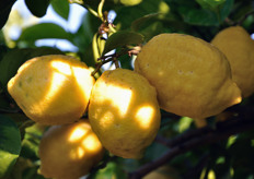 I frutti hanno forma allungata di medie dimensioni, con un peso che va oltre i 100 grammi; la resa in succo e' molto elevata e i semi sono quasi assenti.