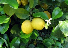 Limoni pronti da raccogliere, insieme ad una nuova fioritura in corso.