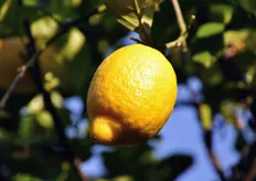 "La caratteristica forma del Limone di Rocca Imperiale, particolare varieta' del gruppo di limoni "Femminello"."