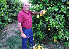 Un momento della raccolta presso una delle aziende socie del Consorzio.