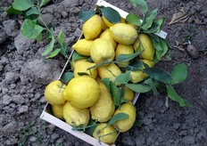 Peccato che le foto non trasmettano i profumi!