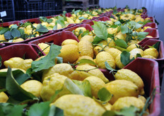 Casse di limoni presso il magazzino di confezionamento di uno dei soci del Consorzio.