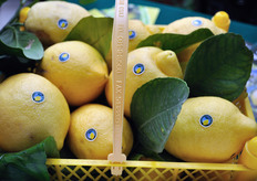 Limoni di Rocca Imperiale bollinati.