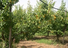 L'imprenditore Sabato Petrosino, proprietario dell'omonima azienda Petrosino, e' l'unico della sua regione (la Campania) ad aver optato per il metodo di coltivazione biodinamico nella produzione di albicocche e prugne.