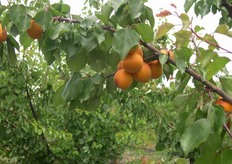 L'azienda si estende su 13 ettari, di cui 9 dedicati esclusivamente all'albicocca, che costituisce la parte piu' importante dell'offerta commerciale.