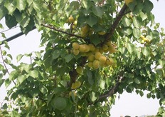 L'azienda esporta su mercati esteri come Germania, Inghilterra e Olanda.