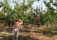 Un momento della raccolta.