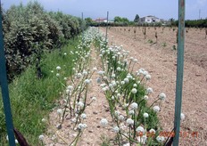 Oltre alle albicocche, l'azienda Petrosino produce anche prugne, meloni, cipolle e olio d'oliva.