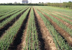 Campo di cipolle.
