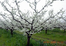 Alberi di susino in fiore.