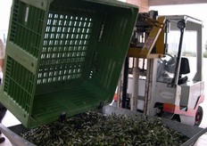 Nelle foto seguenti: operazioni di trasformazione delle olive in olio.