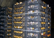 Confezioni di patate novelle.