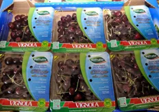 Confezioni biodegradabili termosaldate di ciliegie di Vignola a marchio Valfrutta Fresco, lanciate per la prima volta quest'anno.