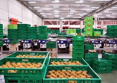 Al momento della visita di FreshPlaza (10 giugno 2009), la sala stava ancora lavorando kiwi controstagionali di origine cilena. Qui il kiwi viene lavorato praticamente 12 mesi l'anno.