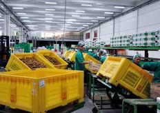 Il prodotto controstagionale costituisce un 15/20 per cento dei volumi totali di frutta commercializzata da Salvi-UNACOA. I principali paesi di importazione sono: Cile, Argentina, Sudafrica ed Egitto.